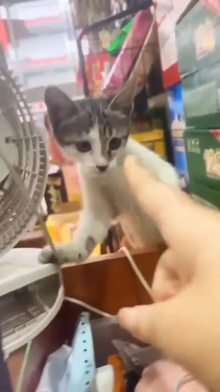 Кот пытается выбраться из ящика