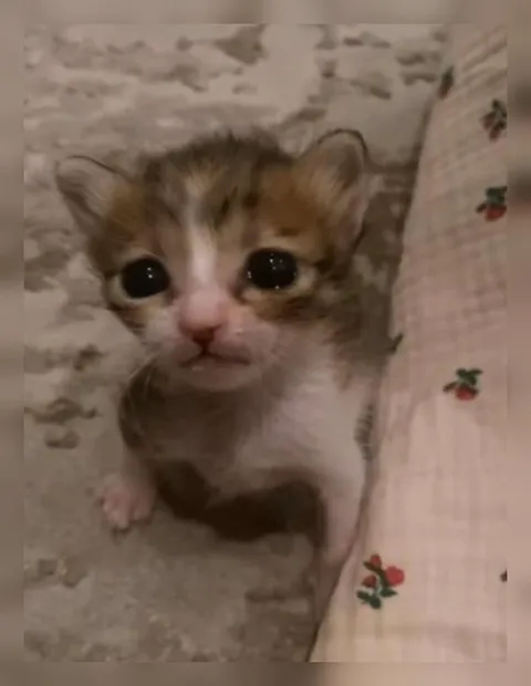 Грустный котёнок смотрит в душу