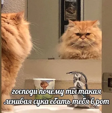Сердитый кот у зеркала