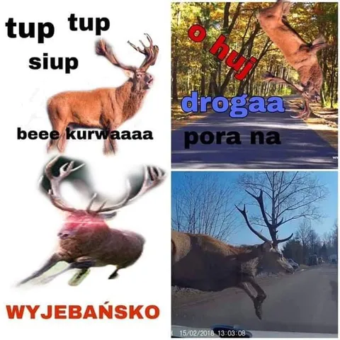 Jeleń jedzie drogą