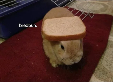 Bread Bunny