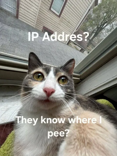 Cat Worried About IP Address