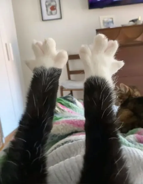 Кот показывает лапки