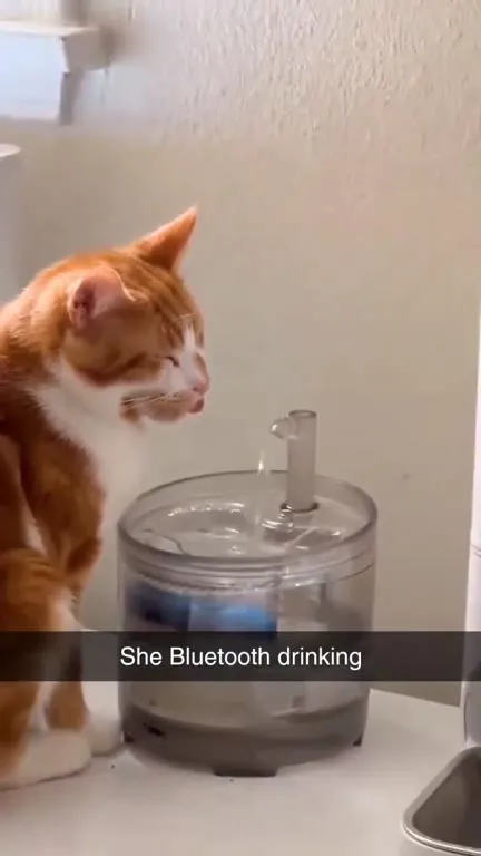 Cat Bluetooth Drinking