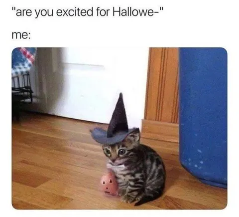 Cat Excited for Halloween