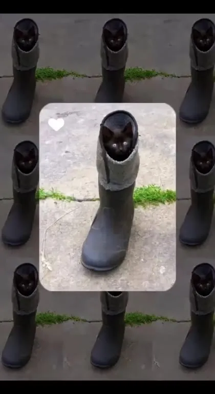 Коты в сапогах
