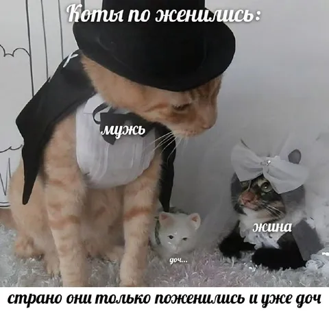 Коты поженились и уже дочь