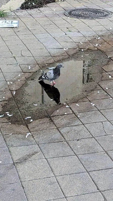 Голубь смотрит на своё отражение