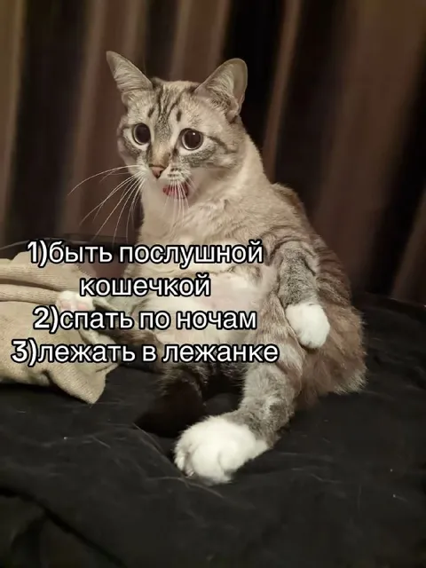 Послушная кошечка и ночные шалости