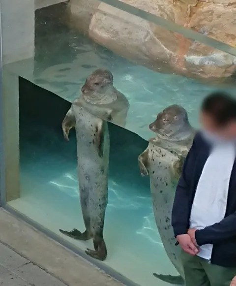 Тюлени стоят как люди