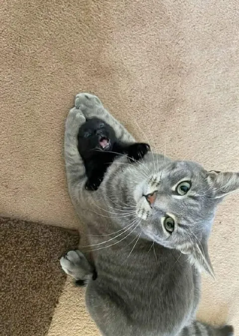 Кот несёт котёнка на спине