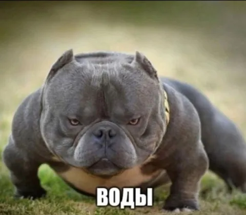 Суровый бульдог хочет воды