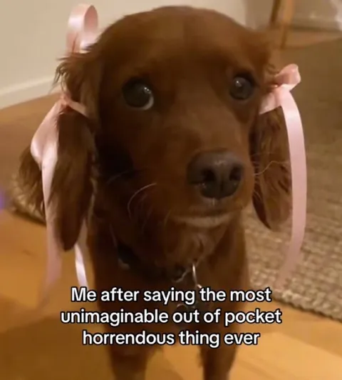 Dog After Saying Something Horrible