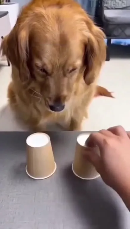 Dog Catches the Cup Trick