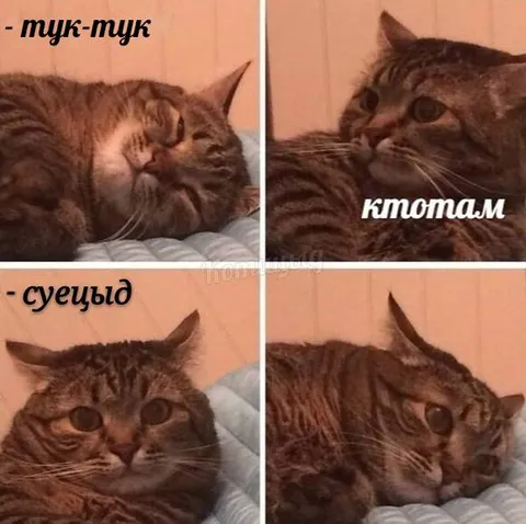 Кот не хочет гостей
