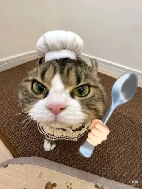 Кот недоволен угощением