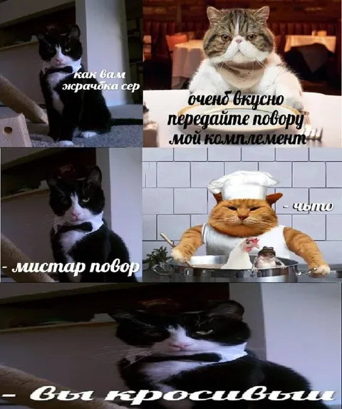 Комплимент повару от кота