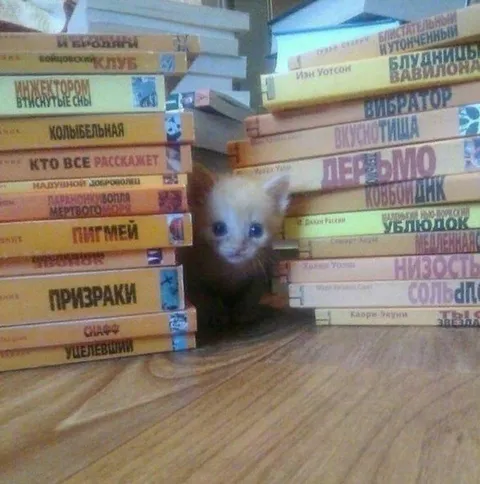 Котёнок среди книг