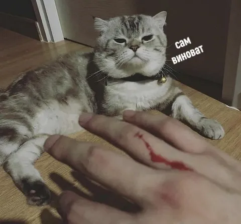 Сам виноват — кот укусил
