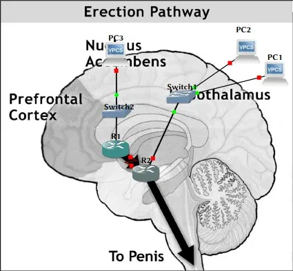 Erection Pathway Diagram