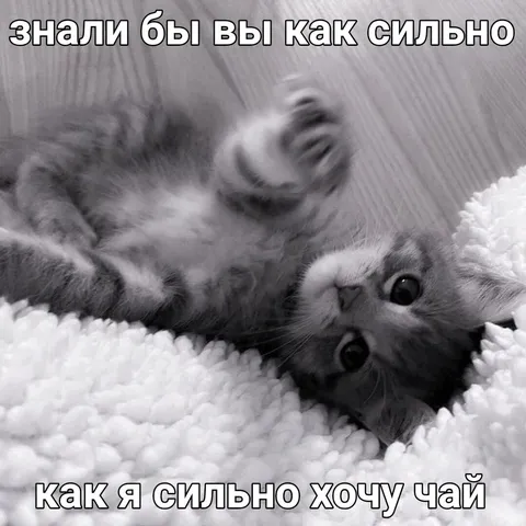Котёнок очень хочет чай