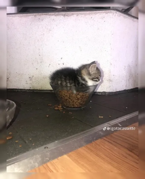 Котёнок в миске с кормом