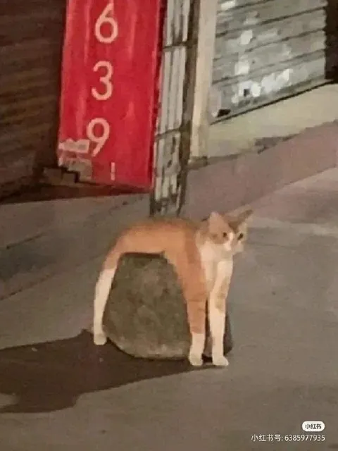 Кот с растянутым телом