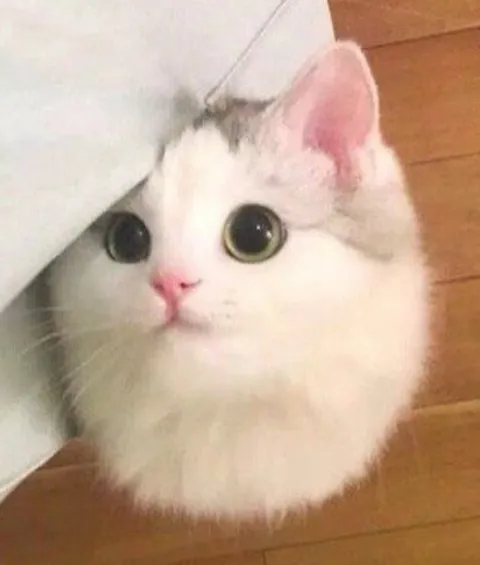 Белый кот выглядывает