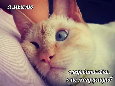 Думающий кот не может уснуть