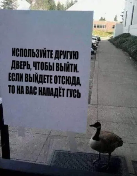 На вас нападёт гусь