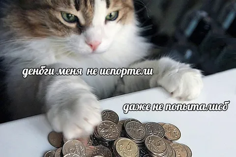 Кот и деньги