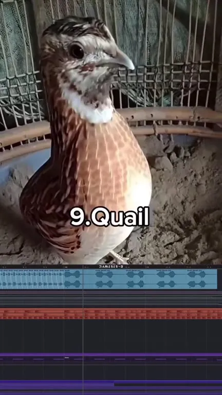 Weird Bird Sounds Become Music