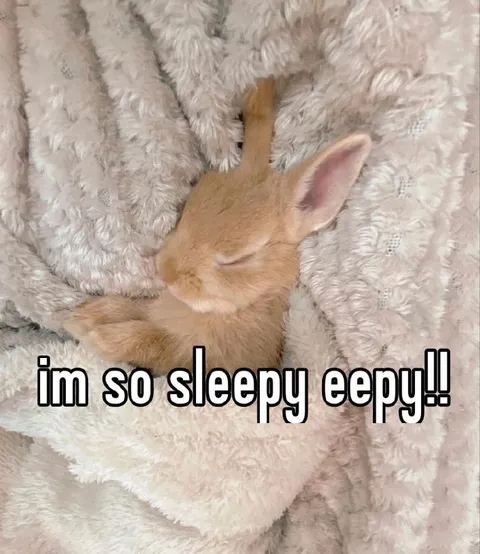 Sleepy Eepy Bunny