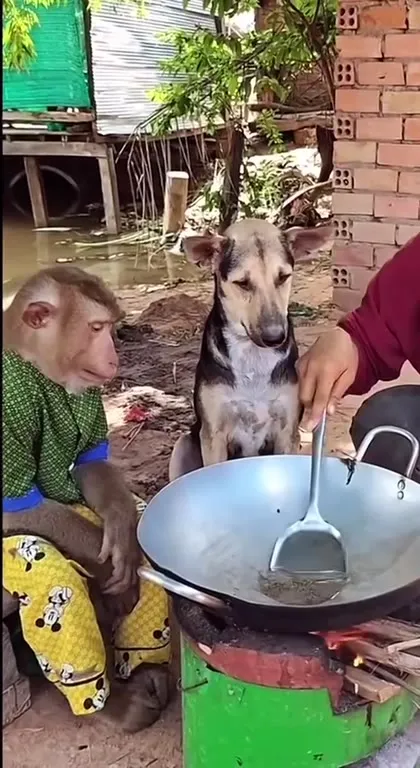 Обезьяна ждёт яичницу