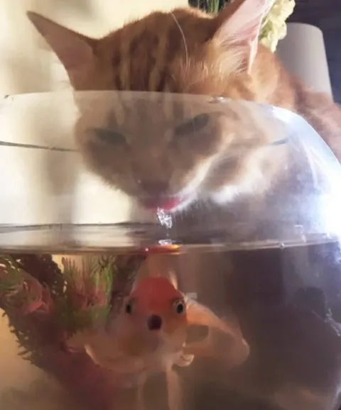 Кот пьёт из аквариума