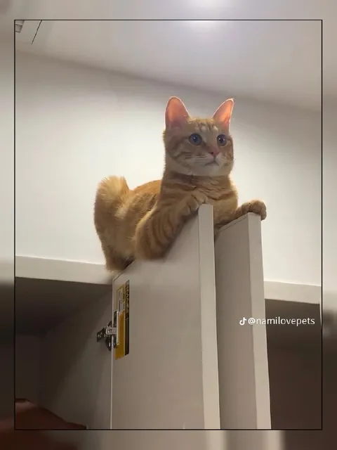 Кот на двери шкафа