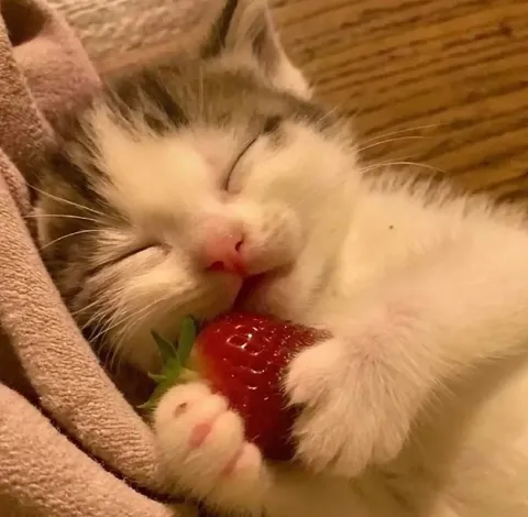 Котёнок обнимает клубнику