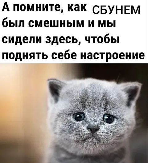 Смешной котёнок для настроения