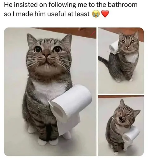 Cat Follows Me to the Bathroom