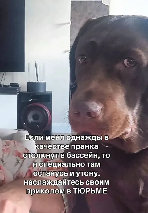 Собака не хочет в бассейн