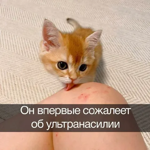 Кот сожалеет об ультранасилии