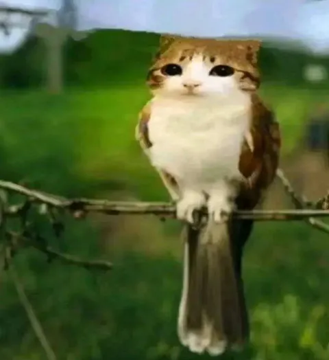 Котёнок-сова на ветке