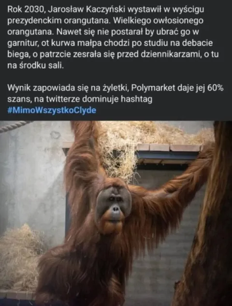 Orangutan w wyborach prezydenckich