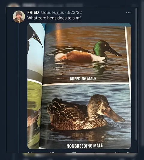What Zero Hens Does to a Duck