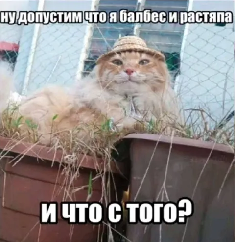 Ну допустим я балбес