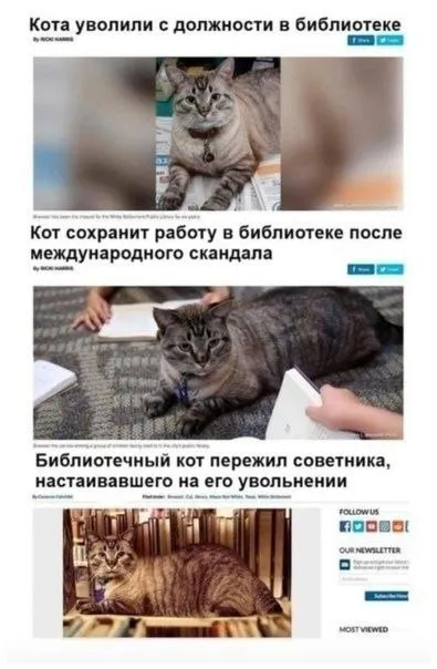 Библиотечный кот пережил советника