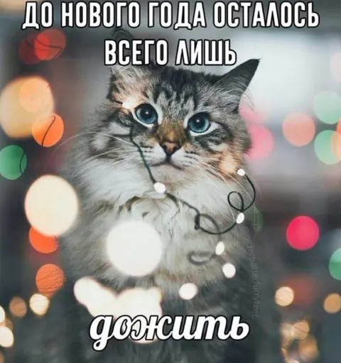 До Нового года осталось дожить