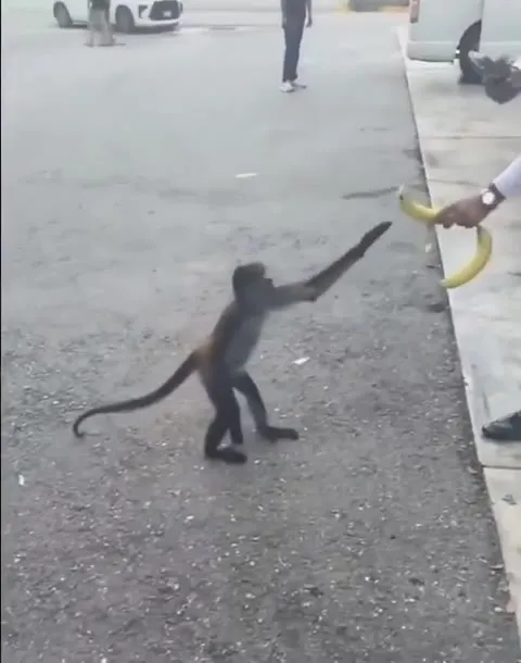 Monkey Steals the Banana