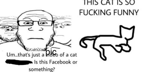 This Cat Is So Fucking Funny