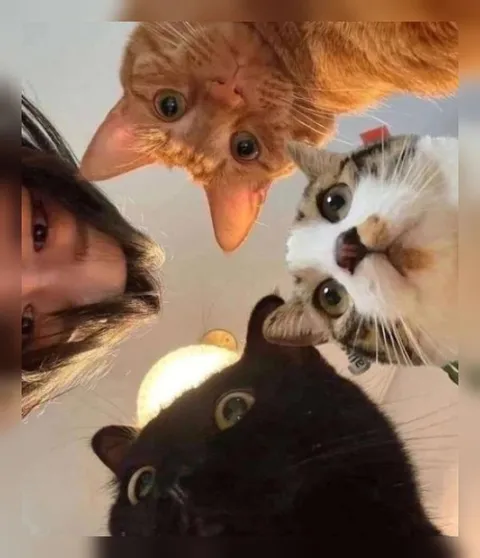 Котики смотрят сверху